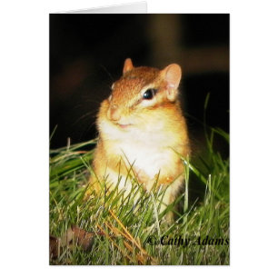 Smiling Chipmonk