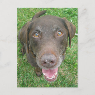 Smiling Chocolate Labrador Retriever Postcards