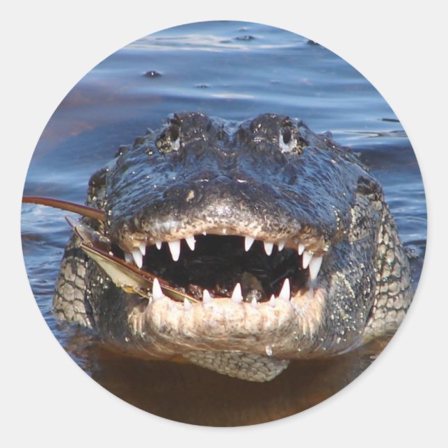 Smiling Crocodile Classic Round Sticker (Front)