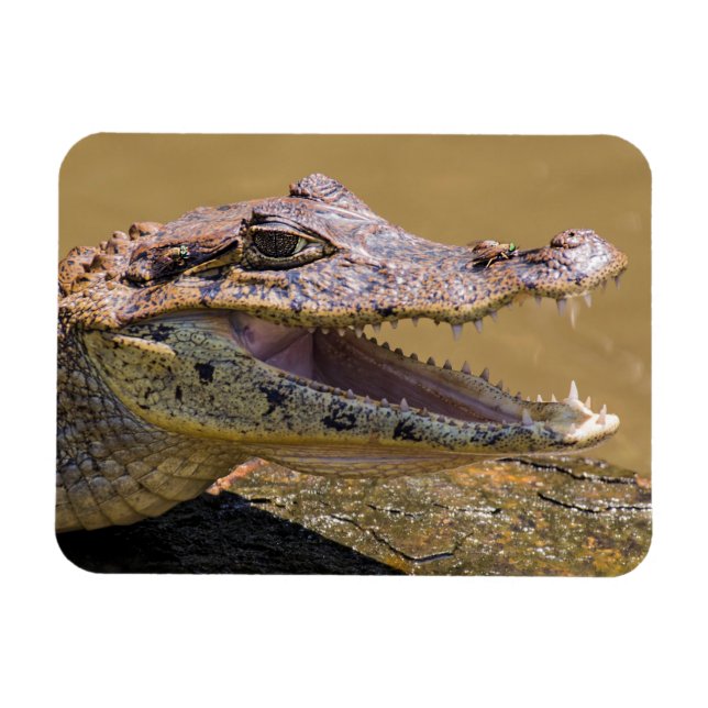 Smiling crocodile magnet (Horizontal)