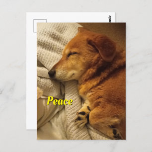 Smiling Dog Postcard