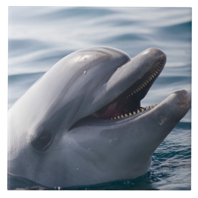 Smiling Dolphin Close‑Up Above Clear Blue Water Tile (Front)