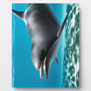 Smiling Dolphin Plaque