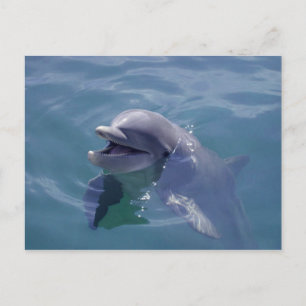Smiling Dolphin Postcard