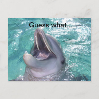 Smiling Dolphin Postcard
