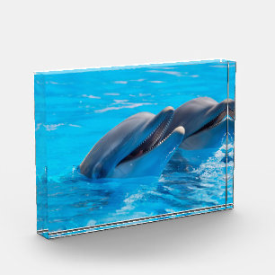 Smiling Dolphins Photo Block