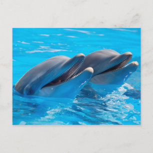 Smiling Dolphins Postcard