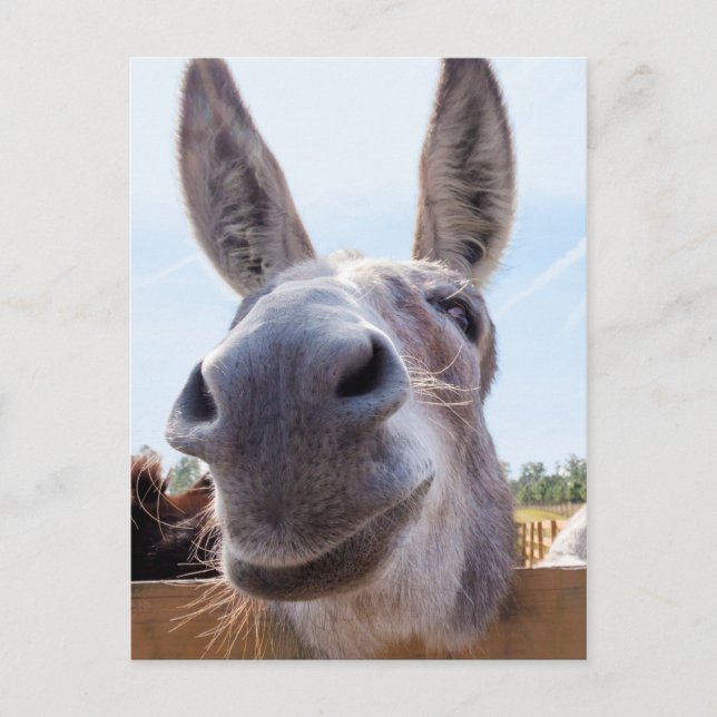 Smiling Donkey Postcard (Front)