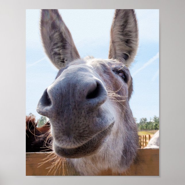 Smiling Donkey Poster (Front)