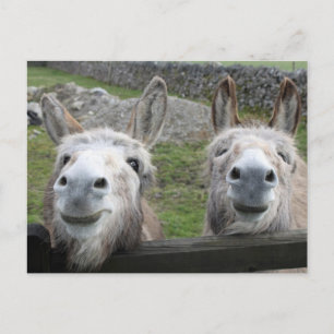 Smiling Donkeys! Postcard