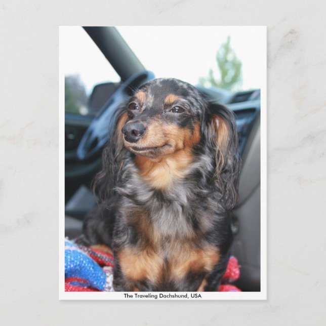 smiling doxie, The Travelling Dachshund, USA Postcard (Front)