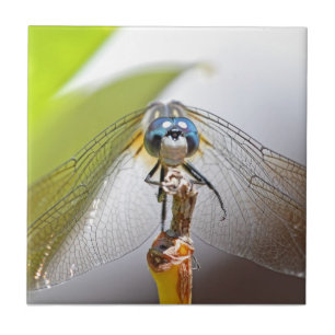 Smiling Dragonfly Macro Photo Tile