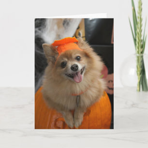 Smiling Foxy Pomeranian Puppy in Pumpkin Halloween Card