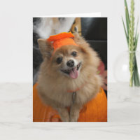 Smiling Foxy Pomeranian Puppy in Pumpkin Halloween