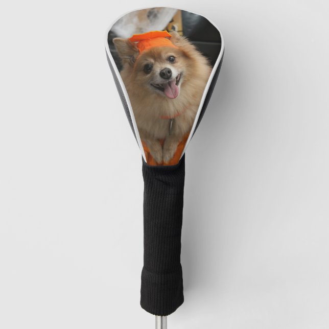 Smiling Foxy Pomeranian Puppy in Pumpkin Halloween Golf Head Cover (Front)