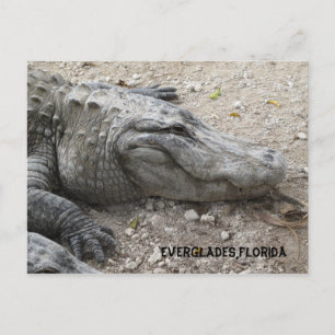 Smiling Gator Postcard