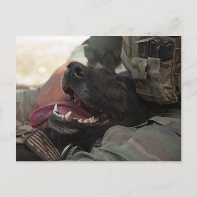 Smiling German Shepherd Military Dog Postcard (Front)