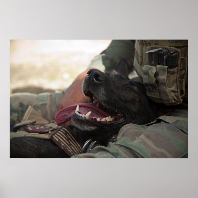 Smiling German Shepherd Military Dog Poster (Front)