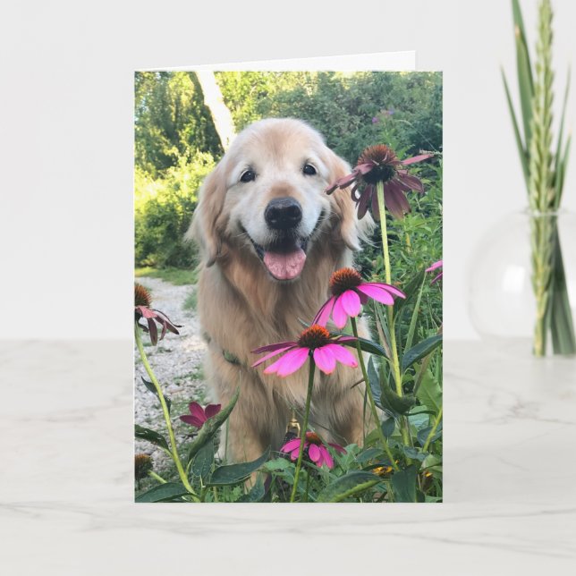 Smiling Golden Retriever Among Pink Flowers Blank Card (Front)