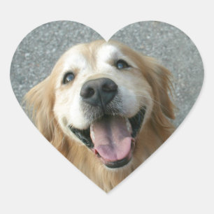 Smiling Golden Retriever Heart Sticker