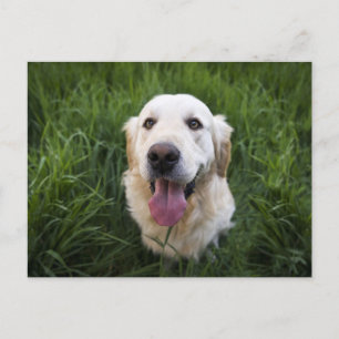 Smiling Golden Retriever  Postcard