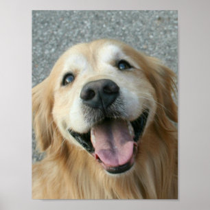 Smiling Golden Retriever Poster