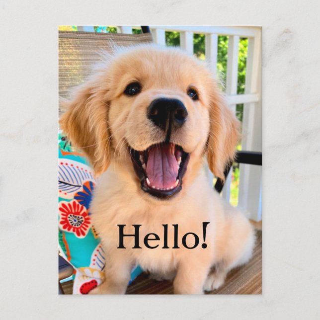 Smiling Golden Retriever Puppy Dog Hello Postcard (Front)