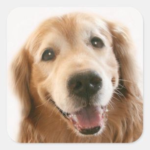 Smiling Golden Retriever Square Sticker
