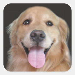 Smiling Golden Retriever Square Sticker