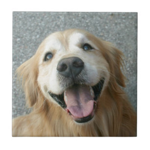 Smiling Golden Retriever Tile