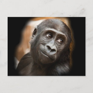 Smiling Gorilla Baby Postcard