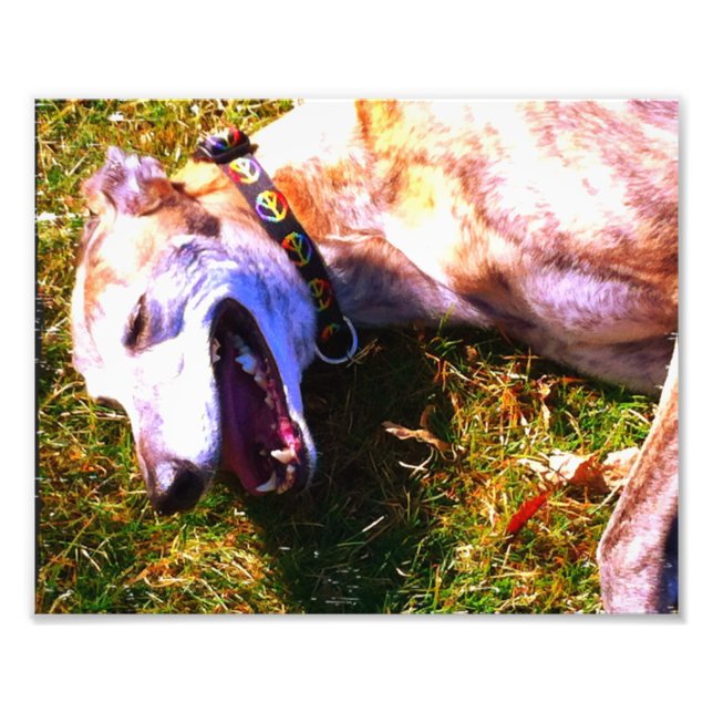 Smiling greyhound laying in the sun photo print (Front)