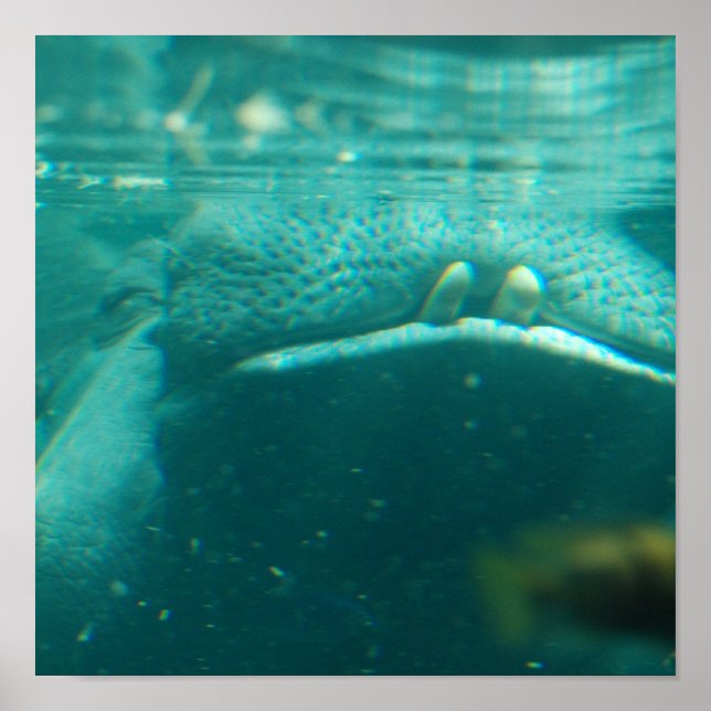 Smiling Hippo  Poster (Front)