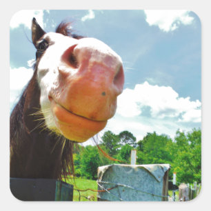 Smiling Horse Square Sticker