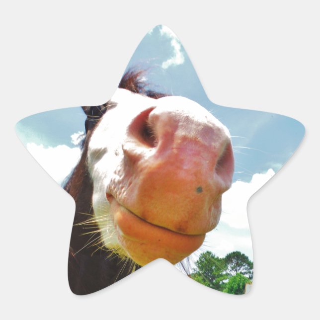 Smiling Horse Star Sticker (Front)