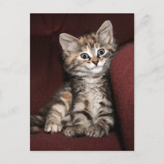 Smiling kitten postcard