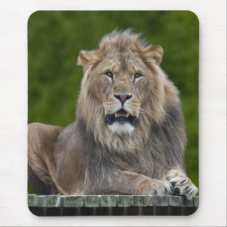 Smiling Lion Mousemat