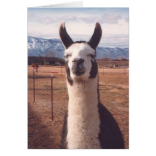 "Smiling Llama"