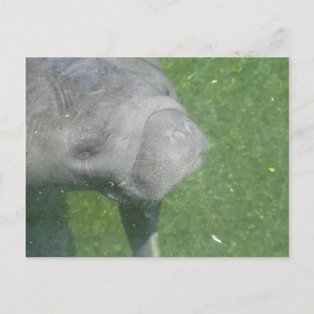 Smiling Manatee Animal Water Photo Postcard (Front)