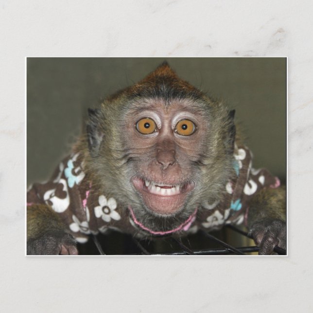 Smiling Monkey Postcard (Front)