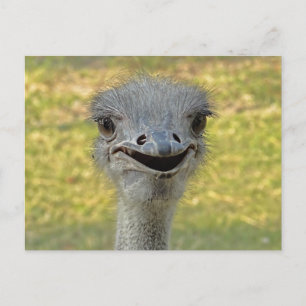 Smiling Ostrich Postcard