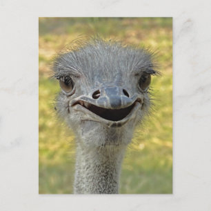 Smiling Ostrich Postcard 2