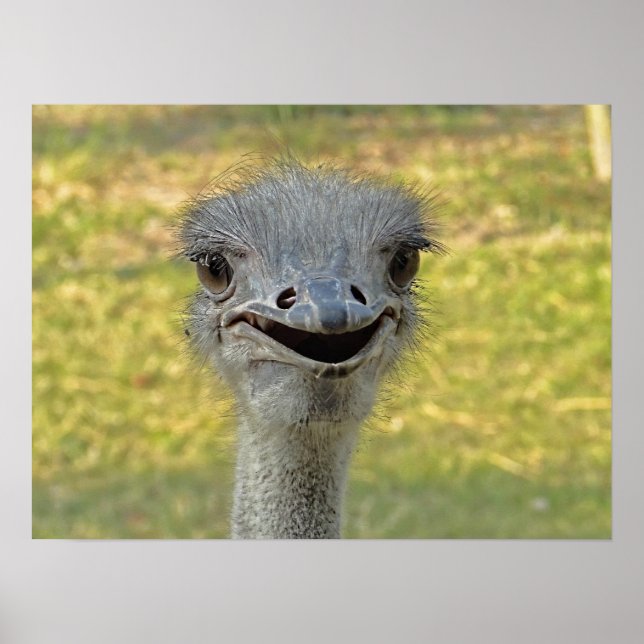 Smiling Ostrich Print (Front)
