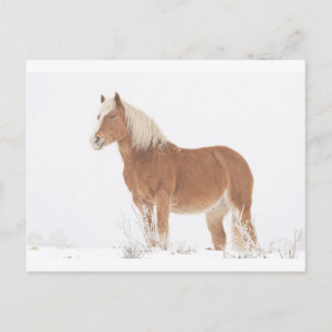 Smiling Palomino Horse in the Snow Postcard