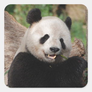 Smiling Panda Bear Square Sticker
