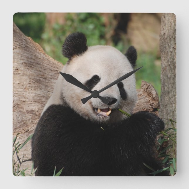 Smiling Panda Bear Square Wall Clock (Front)