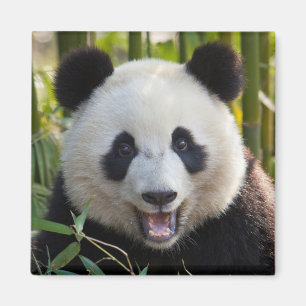 Smiling Panda Portrait Magnet