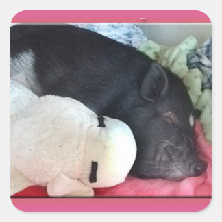 Smiling Pig Square Stickers