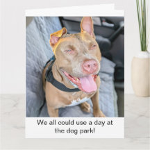 Smiling Pit Bull Take it Easy