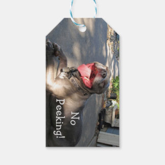 Smiling Pitbull Gift Tag